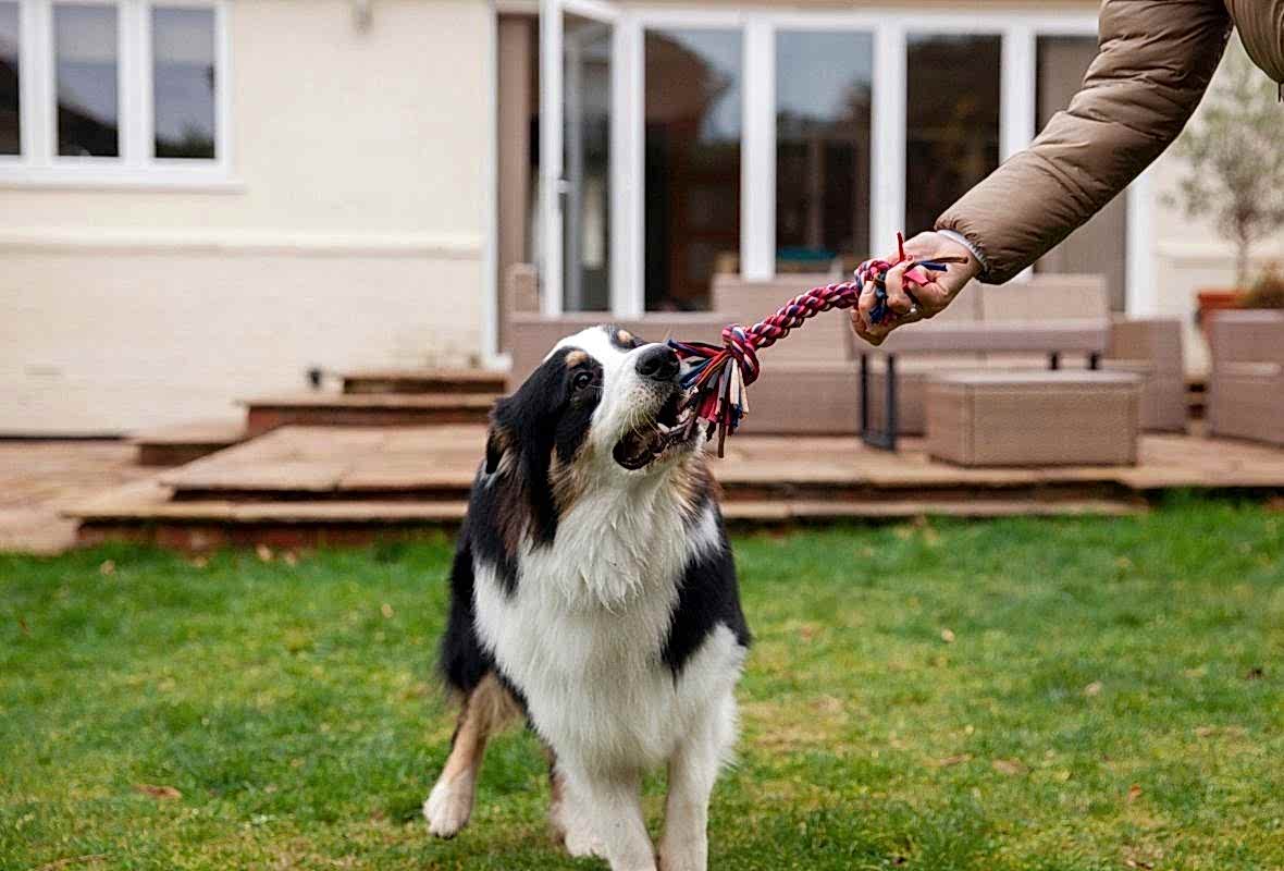Köpeğiniz Neden Diğer Köpeklerle Vakit Geçirmeli?